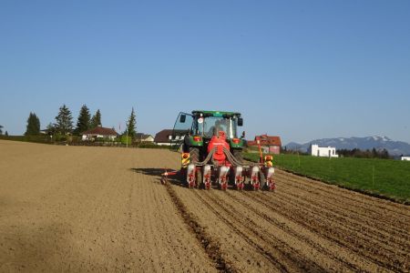 Solosaat Zuckerrüben