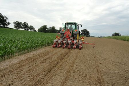 Solosaat Buschbohnen